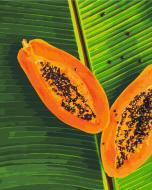 Картина по номерам Папайя BS53363 40x50 см Brushme