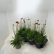 Растение Армерия 12х40 Ballerin Red