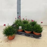 Растение Армерия 14х25 Splendens