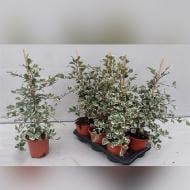 Растение Фикус 17x50 Тriangularis Sweetheart