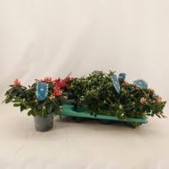 Растение Рододендрон 12х27 Japonica микс уличный