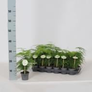 Растение Аспарагус 09x30 Setaceus