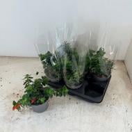Растение Колумнея 13x15 Arguta Растение Колумнея 13x15 Arguta