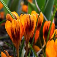 Цибулина Яскрава Крокус ботанічний Orange Monarch