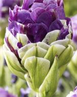 Цибулина Яскрава Тюльпан подвійний Exqusit 3 шт.