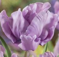 Цибулина Яскрава Тюльпан папуговий James Last 3 шт.