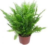 Растение Нефролепис 19x50 Green Moment