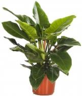 Растение Филодендрон 14х50 Imperial Green