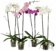 Рослина Фаленопсис (орхідея) 12*50 1-2 стовбура бюджетний мікс