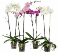Растение Фаленопсис (орхидея) 12*75 1 ствол микс