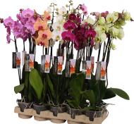 Рослина Фаленопсис (орхідея) 12x65 2 стовбура мікс (Piet Vijverberg)