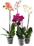 Растение Фаленопсис (орхидея) 12x60 1 ствол микс (Levoplant BV)