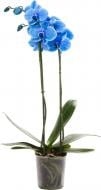 Растение Фаленопсис (орхидея) 12x70-80 1 ствол синий крашеный (Joflor)
