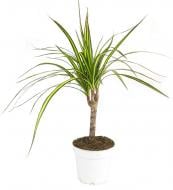 Растение Драцена 12х45 Sunray 1 ствол