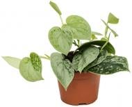 Растение Сциндапсус 8х20 Pictus Silvery Anne