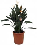 Рослина Стреліція 30х140 Reginae квітуча