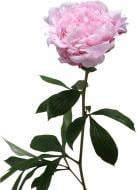 Пион Sara Bernhard 50 см розовая (Нидерланды)