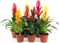 Растение Бромелиевые 9х40 микс