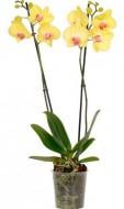 Растение Фаленопсис (орхидея) 12*55 1 ствол желтый микс (GreenBalanz)