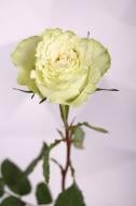 Роза Limonada одноголовая классическая 50 см зеленый