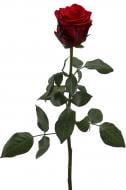 Роза Explorer одноголовая классическая 90 см красный