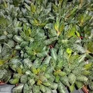 Растение Адромискус (суккулент) 05х8 Grey