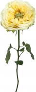 Роза Lemon Zest одноголовая пионовидная 70 см желтая (Нидерланды) Роза Lemon Zest одноголовая пионовидная 70 см желтая (Нидерланды)