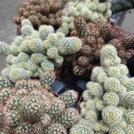 Рослина Кактус 12х20 Mammillaria Elongata мікс