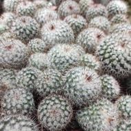 Растение Кактус 10х12 Mammillaria Bombycina