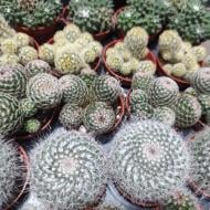 Растение Кактус 5х8 Mammillaria микс