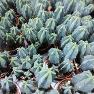 Растение Кактус 5х8 Myrtillocactus Geometrizans