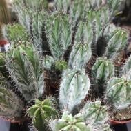 Растение Кактус 10х15 Polaskia Chichipe