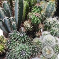 Растение Кактус 6.5х10 микс Растение Кактус 6.5х10 микс