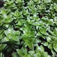 Растение Крассула 8х10 Springtime