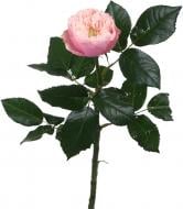 Роза Harper одноголовая пионовидная розовая (Нидерланды)