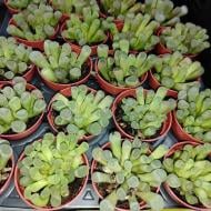 Растение Литопс 5х6 Fenestraria Rhopalophylla