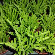 Растение Крассула 5х10 Lucopoides