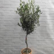 Растение Оливковое дерево 21х100