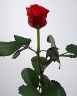 Троянда Ель Торо одноголова класична 50 см червона (Україна)