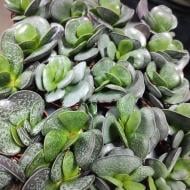 Растение Адромискус (суккулент) 05х8 Trigynus