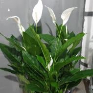 Растение Спатифиллум 24x135