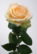 Роза Пич аваланч одноголовая классическая 40 см персиковая (Украина)