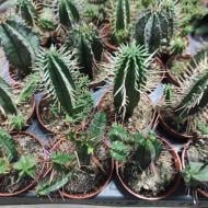 Растение Кактус 5х8 Euphorbia микс