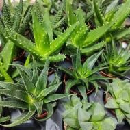 Растение Хавортия 5х5 XL микс Растение Хавортия 5х5 XL микс