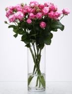 Роза Леди Бомбастик спрей (кустовая) классическая 55 см малиновая (Украина)