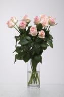 Роза Кимберли одноголовая классическая 40 см персиковая (Украина)