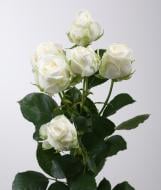 Роза Мисс Бомбастик спрей (кустовая) классическая 50 см белая (Украина)