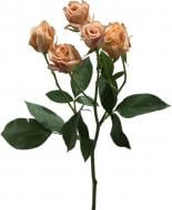 Роза Sahara Sensation спрей (кустовая) классическая 40 см шампань (Нидерланды)