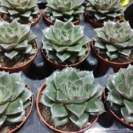 Растение Эхеверия 8х10 Purpusorum Растение Эхеверия 8х10 Purpusorum