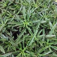 Растение Суккулент 8х15 Spider